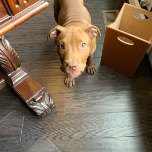 Meet your Posher, Todd